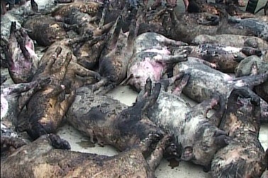 Trang trại bốc cháy, gần 600 con lợn, gà bị "quay chín"