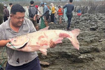 Người dân tấp nập săn cá tra, cá lăng nặng hơn 15kg ở hồ Trị An