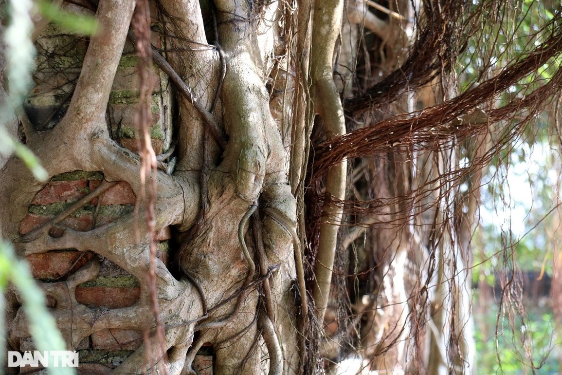 Độc đáo rễ cây ôm trọn hàng cột ngôi đền cổ hơn 600 năm tuổi ở Hà Tĩnh - 10