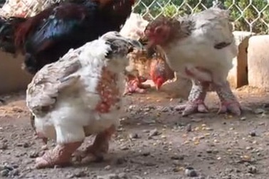 Ngắm đàn gà Đông Tảo đắt giá như vàng