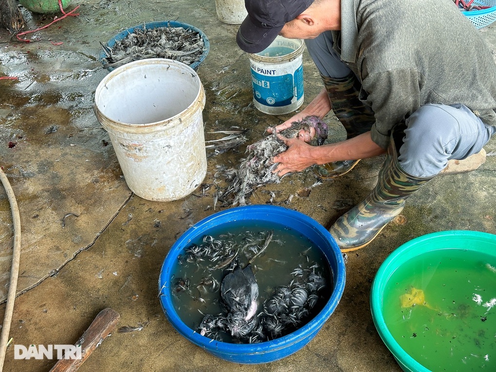 Tận diệt chim trời: Miếng ăn hủy hoại sức khỏe và phá vỡ đa dạng sinh học - 3 Tận diệt chim trời: Miếng ăn hủy hoại sức khỏe và phá vỡ đa dạng sinh học - 3