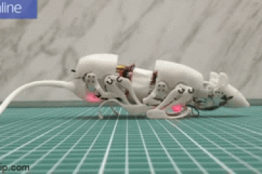 Chuột robot trình diễn khả năng "độc nhất vô nhị"