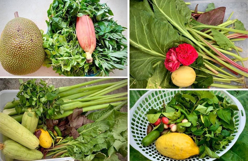 Ngất ngây với vườn cây trái trĩu quả của ca sĩ Mỹ Lệ - 5 Ngất ngây với vườn cây trái trĩu quả của ca sĩ Mỹ Lệ - 5