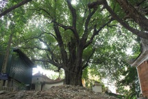 Chiêm ngưỡng cây thị cổ thụ được người dân coi như “báu vật” ở Hà Nội