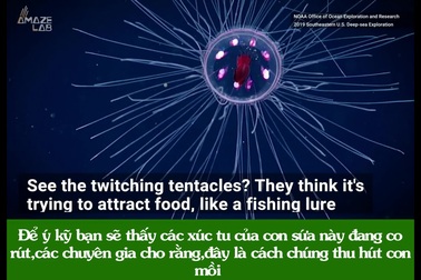 Những thước phim cực hiếm về loài sứa “ma mị” được đặt tên theo quỷ rắn Medusa