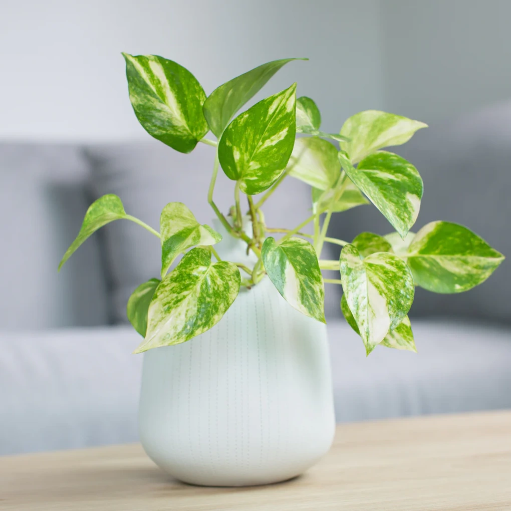 5 loại cây cảnh trong nhà cho người bận rộn hoặc hay quên - 3 5 loại cây cảnh trong nhà cho người bận rộn hoặc hay quên - 3