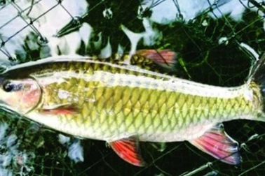 Nhân giống thành công loài "cá tiến vua, sống chậm", thọ tới 50 năm