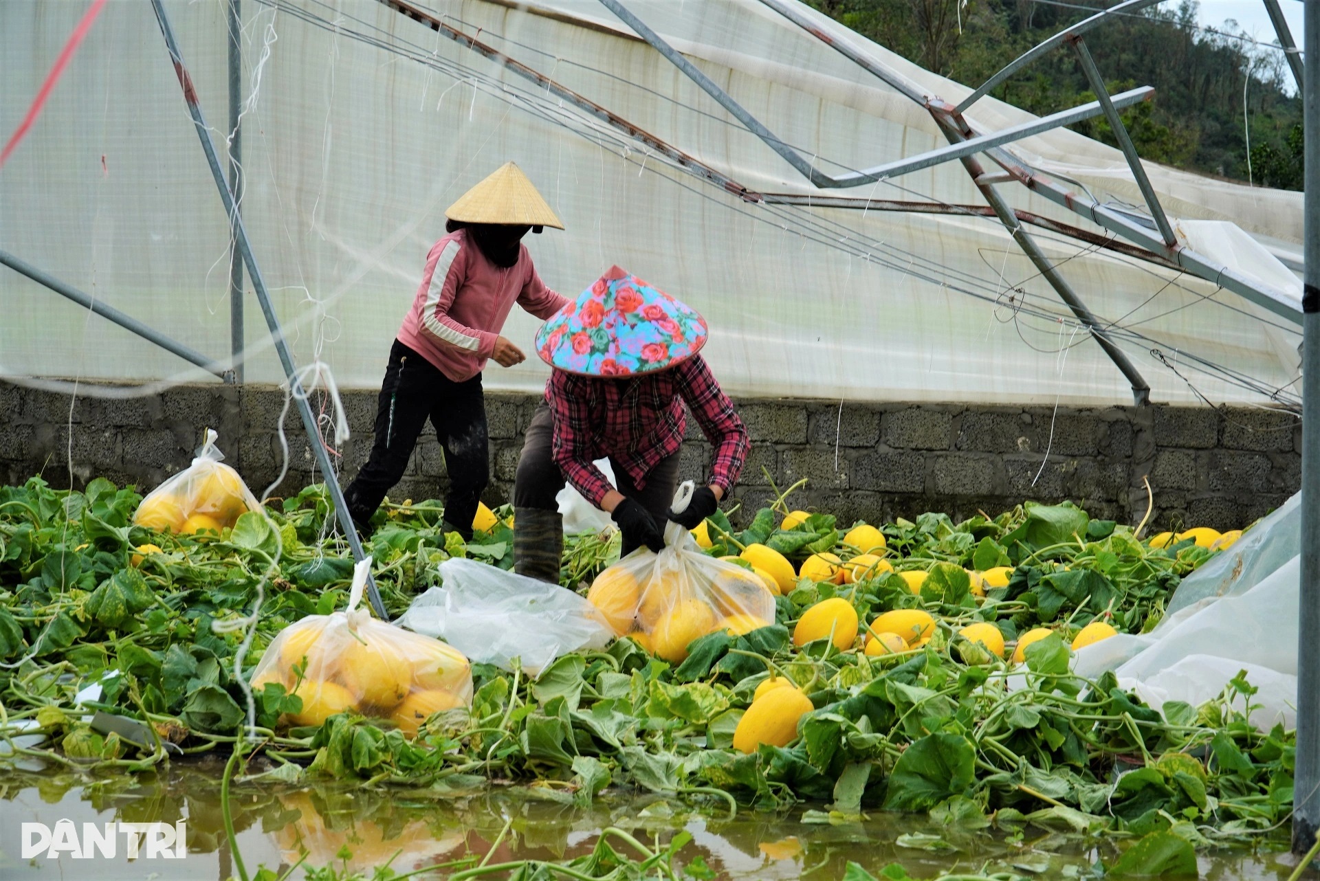 Nhà màng tiền tỷ bị bão Kajiki quật đổ, dân làng lội nước giúp chủ vớt dưa - 5