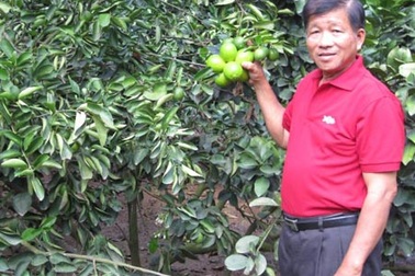 Lão nông thu nhập 30 tỷ đồng từ chanh, bưởi không hạt