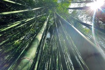 Trúc sào - cây xóa đói giảm nghèo ở huyện miền núi Cao Bằng