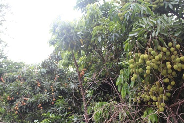 Sản lượng vải thiều giảm hơn 30% nhưng giá tăng mạnh