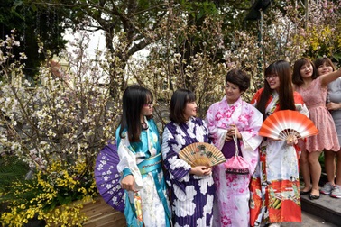 Hàng nghìn cành hoa anh đào khoe sắc bên hồ Gươm