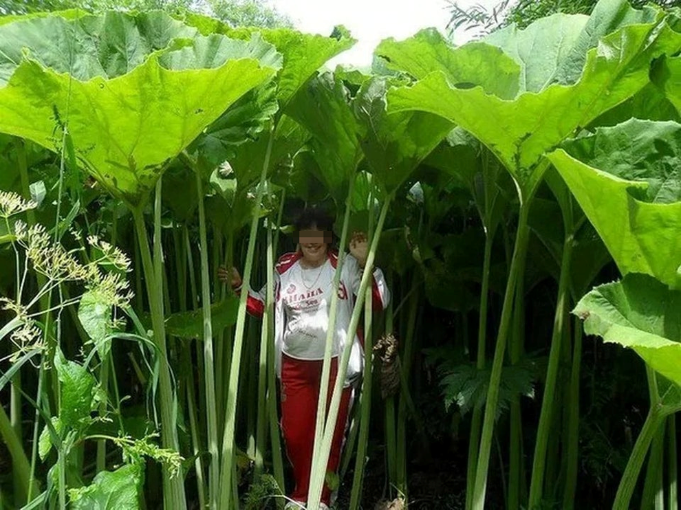 Hòn đảo kì lạ có những loại cây khổng lồ ở Nga - 2 Hòn đảo kì lạ có những loại cây khổng lồ ở Nga - 2