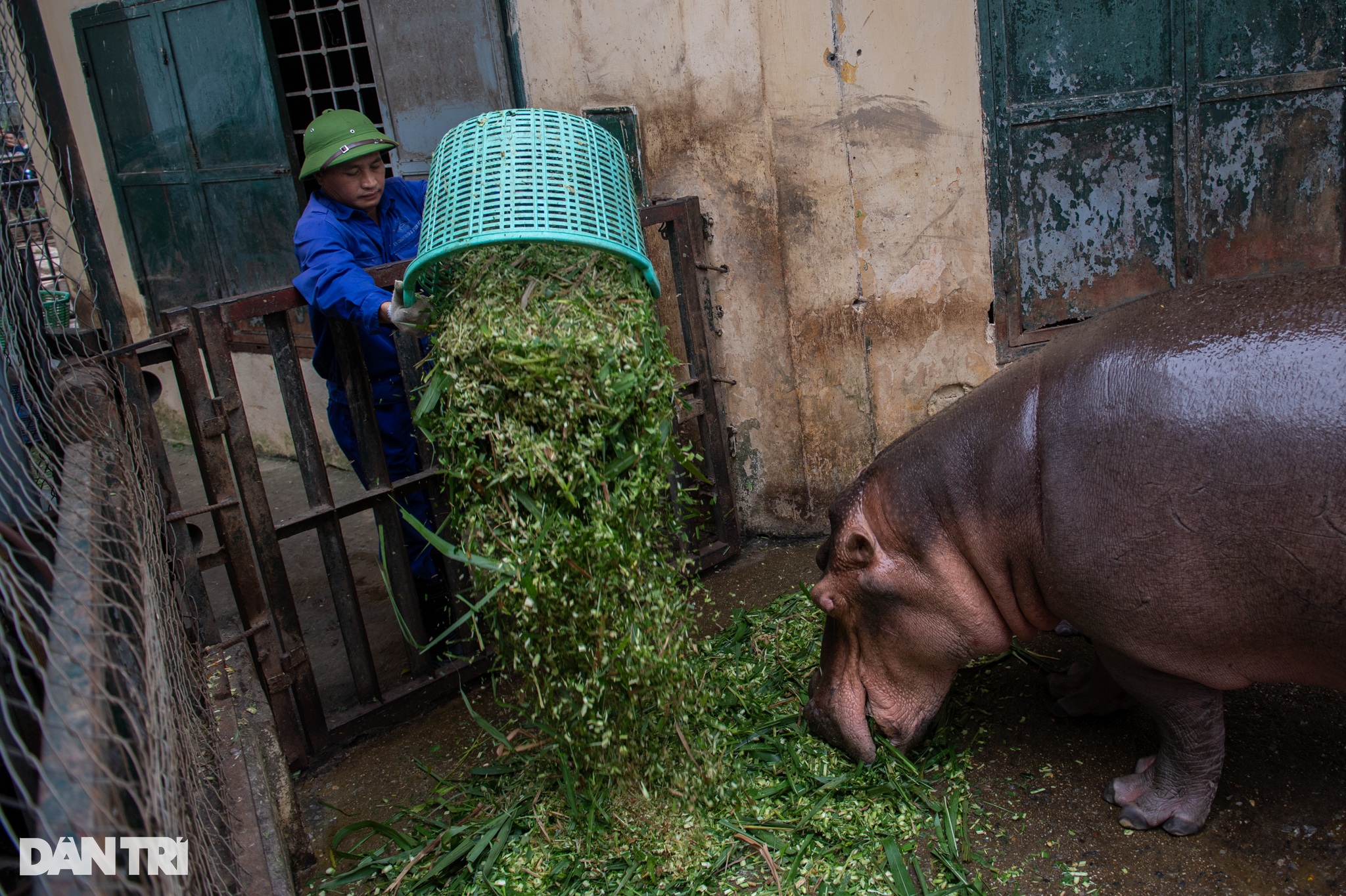 Hà mã con đầu tiên được sinh ra ở Vườn thú Hà Nội, 3 tháng nặng gần 100kg - 4