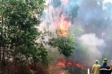 Truy tặng Huân chương Dũng cảm cho người phụ nữ xả thân cứu rừng