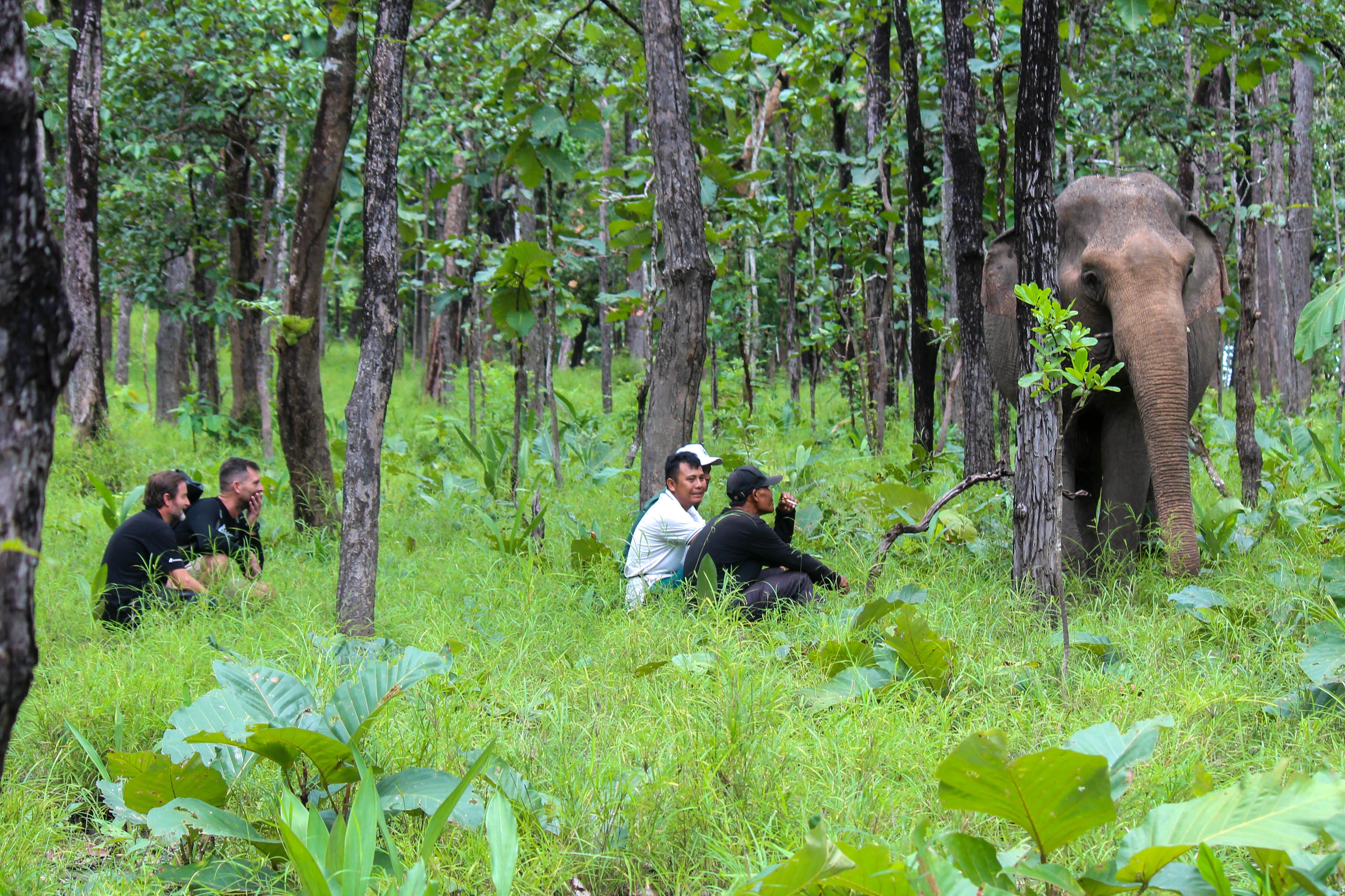 Is it possible to return home two chained elephants in Thu Le? - 3 Trả 2 con voi bị xích chân ở Thủ Lệ về nhà liệu có khả thi? - 3