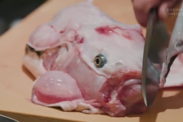 Có thể gây chết người, tại sao cá Nóc vẫn là món ăn đắt đỏ bậc nhất?