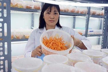 Gia Lai: Vợ chồng nông dân mày mò trồng dược liệu đông trùng hạ thảo