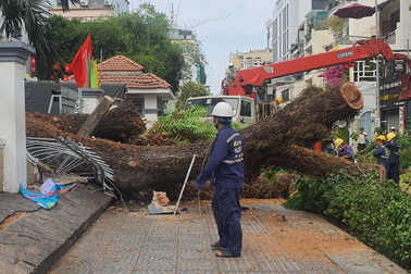Lãnh đạo TPHCM chỉ đạo khẩn xác định trách nhiệm vụ cây xanh bật gốc