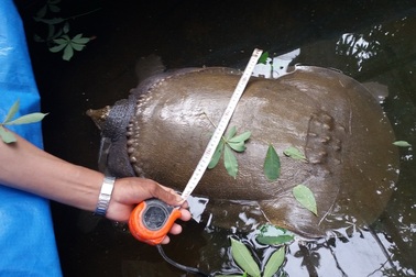 Xôn xao vì con vật giống con ba ba nhưng... "chưa thấy bao giờ"