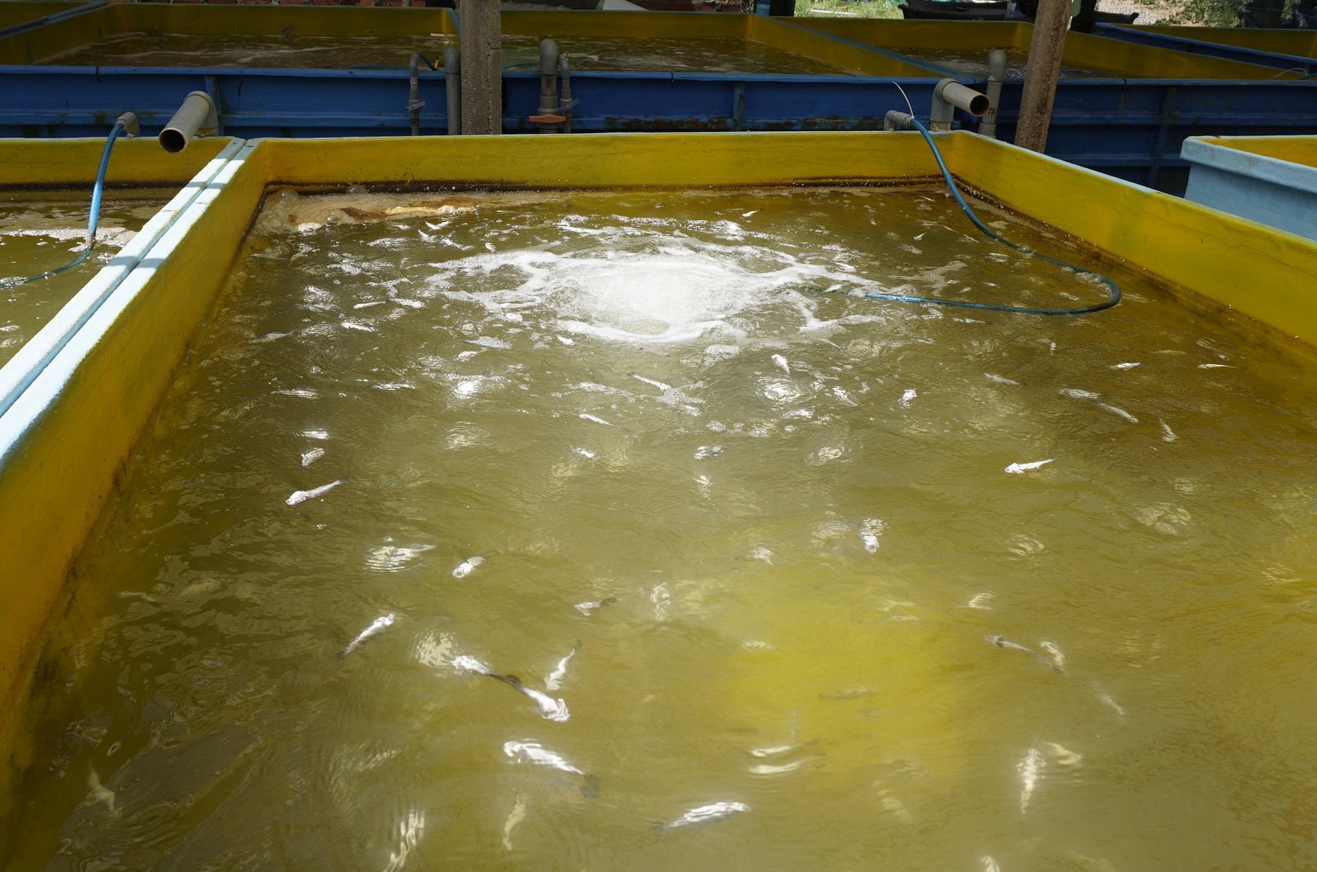 Ngư dân thất thần sau bão Kalmaegi: Trắng tay rồi, tan nát hết! - 9