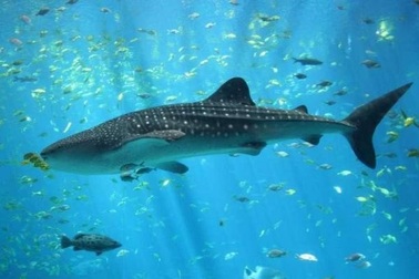 Thị trường lương thực toàn cầu tiếp tục đe dọa các loài cá mập và cá đuối