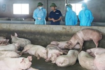 3.400 hộ gia đình ở Phú Thọ có lợn mắc bệnh, tiêu hủy trên 36.000 con