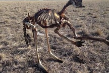 Hình ảnh hãi hùng về hạn hán kỷ lục tại Australia trong 100 năm qua