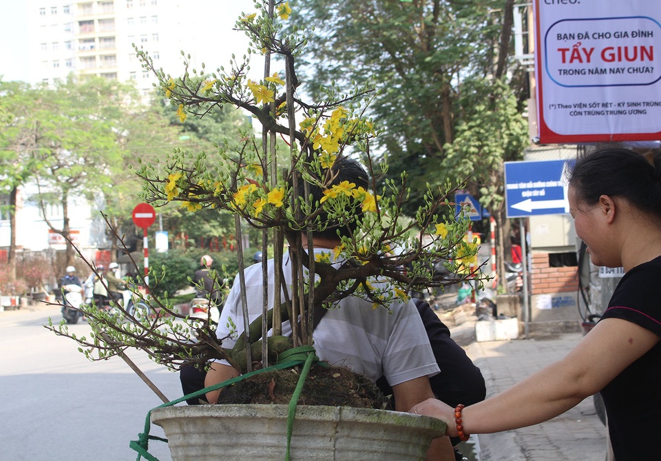 Mai vàng ồ ạt xuống phố, giá nhỉnh hơn so với năm ngoái - 10 Mai vàng ồ ạt xuống phố, giá nhỉnh hơn so với năm ngoái - 10