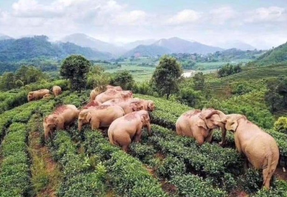 Đàn voi say rượu ngô túy lúy - 2 Đàn voi say rượu ngô túy lúy - 2
