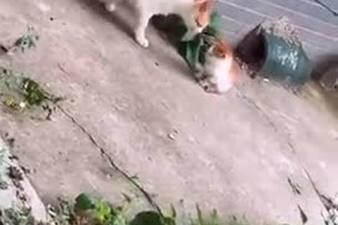 Mèo con bị mẹ mắng vì tự ý bỏ đi chơi