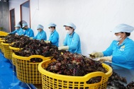 Người trẻ khởi nghiệp, đau đầu tự hỏi "đi sau, làm sao thành công?”