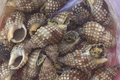 Khánh Hòa: Ăn ốc "lạ", nhóm thanh niên bị ngộ độc, một người chết