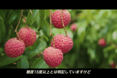 Hơn 200 nghìn đồng một quả vải thiều ở Nhật Bản