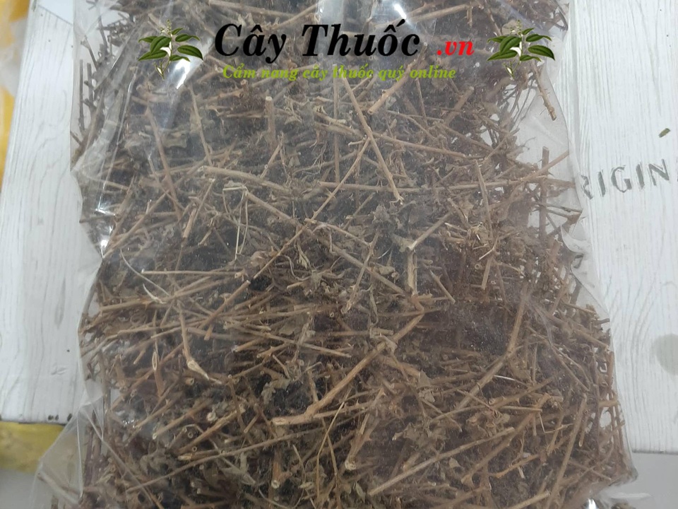 Những loại cây thuốc nam chữa bệnh gan tốt - 4 Những loại cây thuốc nam chữa bệnh gan tốt - 4