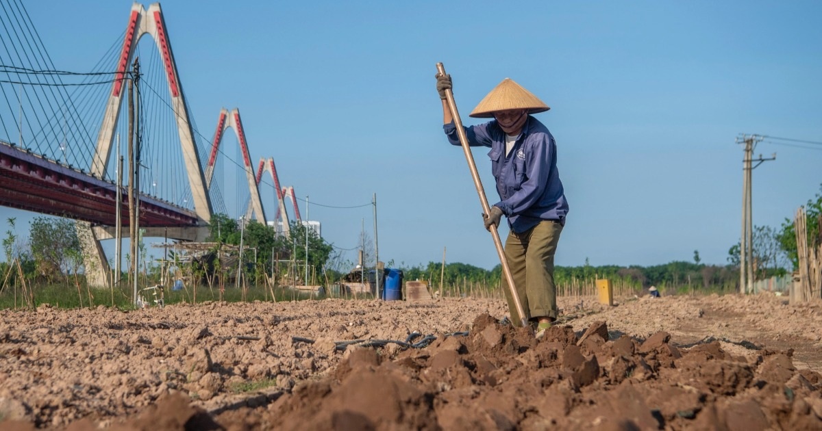 View - Dân trồng đào Phú Thượng chi hàng trăm triệu hồi sinh vườn đào Tết | Báo Dân trí