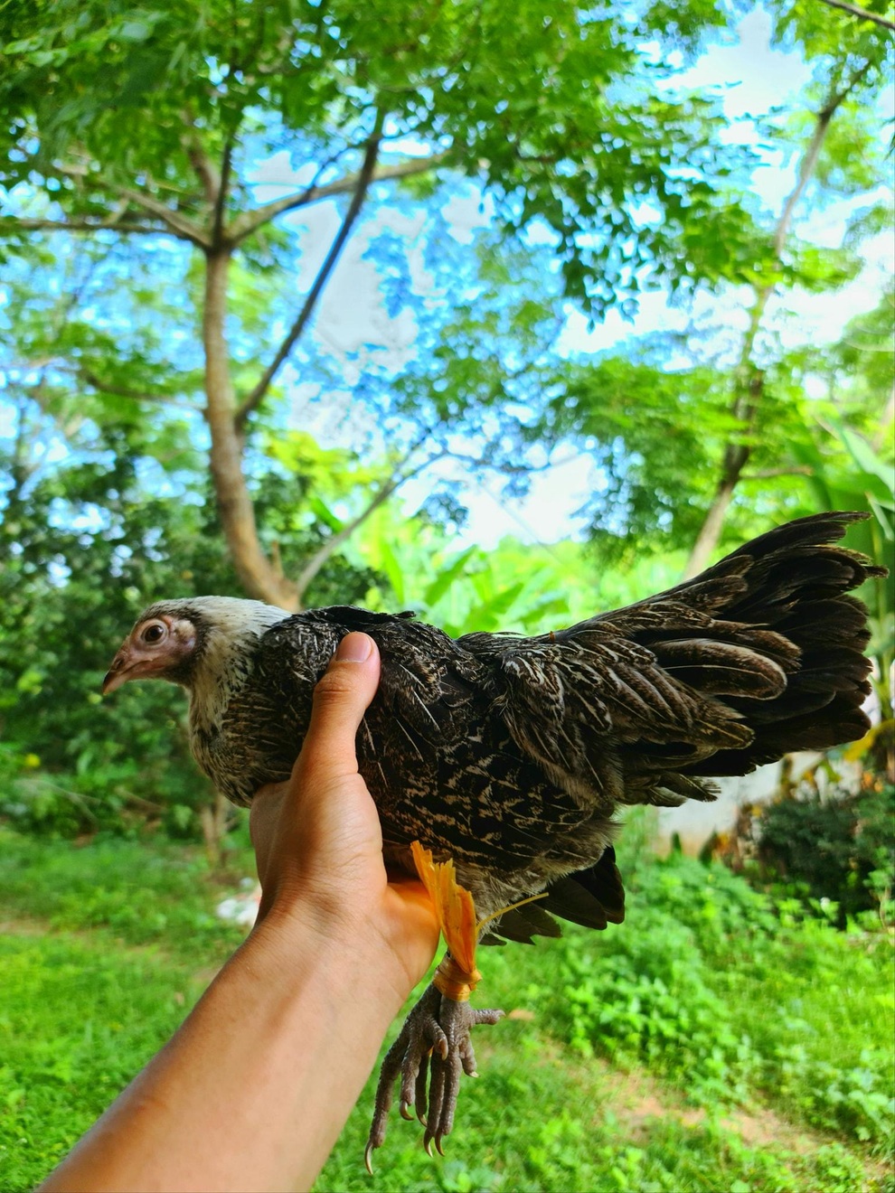 Sau 2 lần thất bại, chàng trai Quảng Bình quyết làm giàu bằng gà hữu cơ - 2 Sau 2 lần thất bại, chàng trai Quảng Bình quyết làm giàu bằng gà hữu cơ - 2