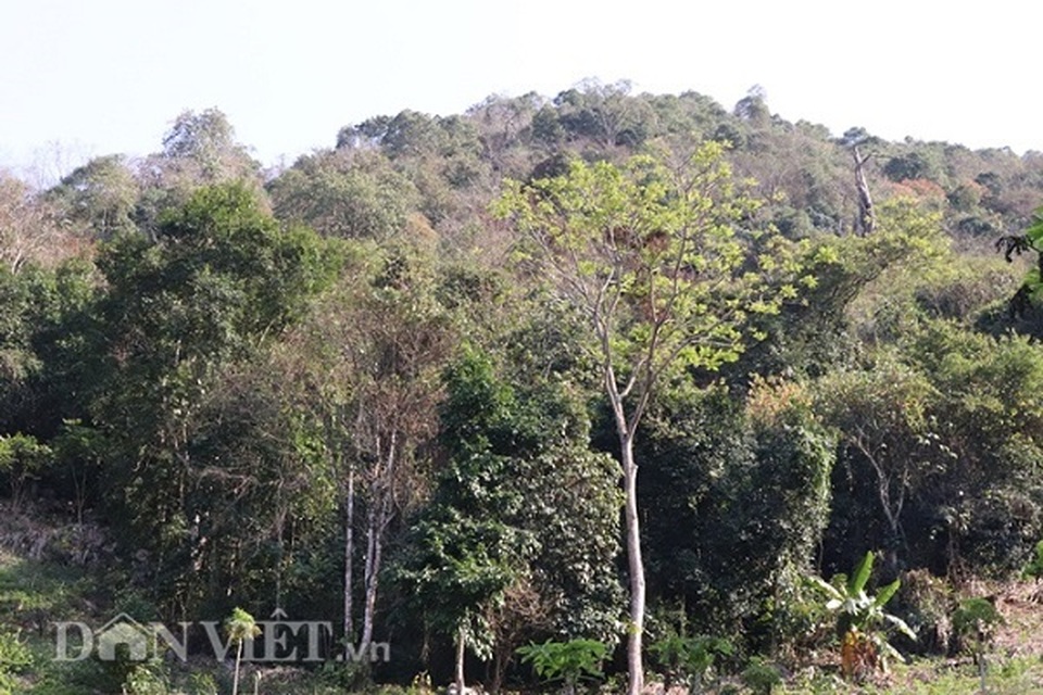 20 năm trước chôn những cây vàng trên núi, giờ giàu nhất vùng - 6