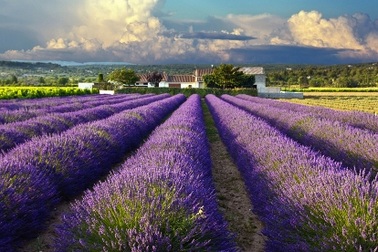 Khám phá 10 cánh đồng hoa đẹp nhất thế giới