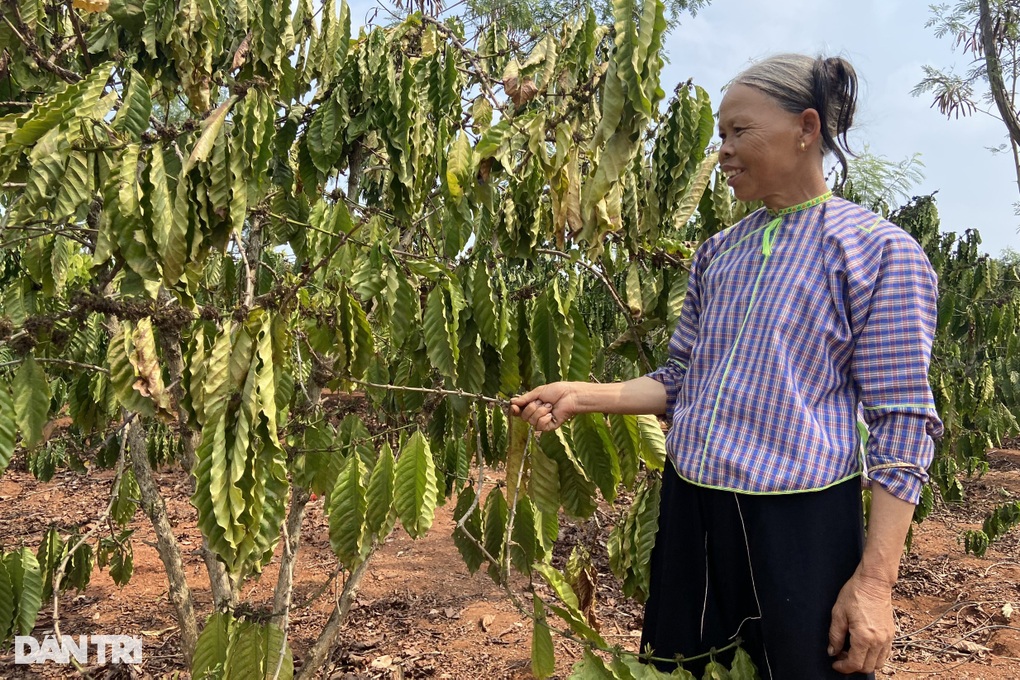 Ao hồ cạn trơ đáy, người dân hút bùn cứu cà phê - 4 Ao hồ cạn trơ đáy, người dân hút bùn cứu cà phê - 4