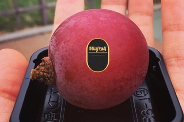 Nho đắt nhất thế giới 11 triệu/chùm, nhà giàu Việt mua lẻ 1 quả ăn thử