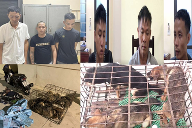 Nhóm "cẩu tặc" 8 ngày trộm gần 100 con chó