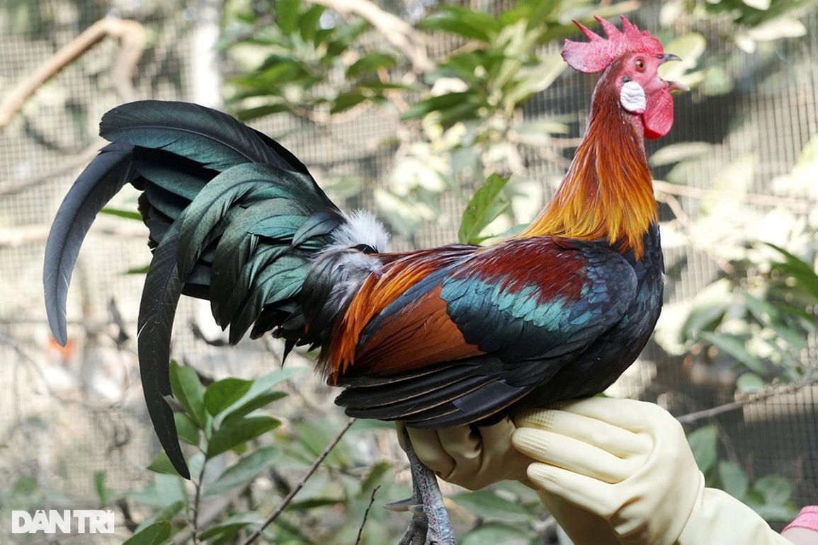 Vài triệu đồng/cặp, người làm nghề nuôi gà rừng lo không đủ hàng bán Tết - 1 Vài triệu đồng/cặp, người làm nghề nuôi gà rừng lo không đủ hàng bán Tết - 1