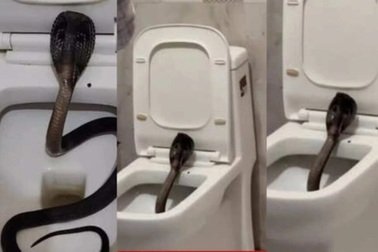 Rắn hổ mang dài 1,5m chui vào bồn cầu khách sạn Ấn Độ, du khách hoảng loạn
