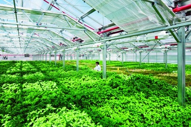 Làm nông nghiệp công nghệ cao: DN ngậm ngùi, bù lỗ mỗi năm vài tỷ đồng