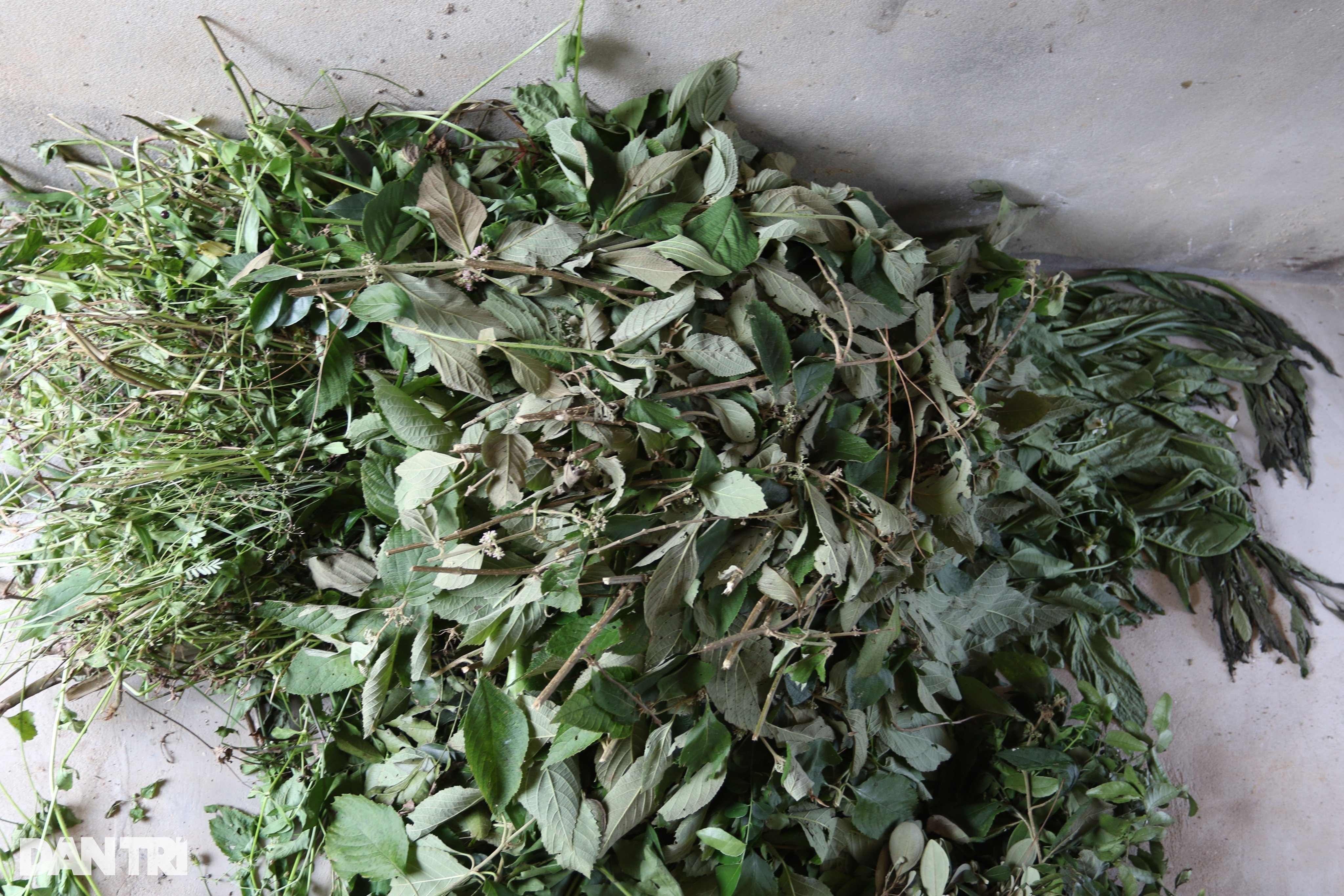 Sau biến cố, nhân viên y tế đầu tư nuôi lợn bằng thảo dược, lãi khủng - 3 Sau biến cố, nhân viên y tế đầu tư nuôi lợn bằng thảo dược, lãi khủng - 3