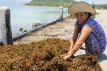 Mò đặc sản rong mơ, kiếm hơn nửa triệu đồng/ngày