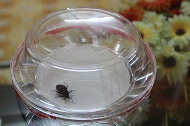 Bọ xít hút máu người phát tán khắp Hà Nội