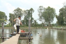 Nông dân nuôi cá tra khóc ròng, nghi bị đại gia thủy sản lừa, ôm tiền tỷ bỏ trốn