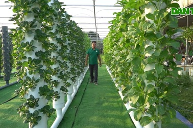 Độc đáo mô hình trồng rau không sử dụng đất lần đầu xuất hiện ở Thanh Hóa